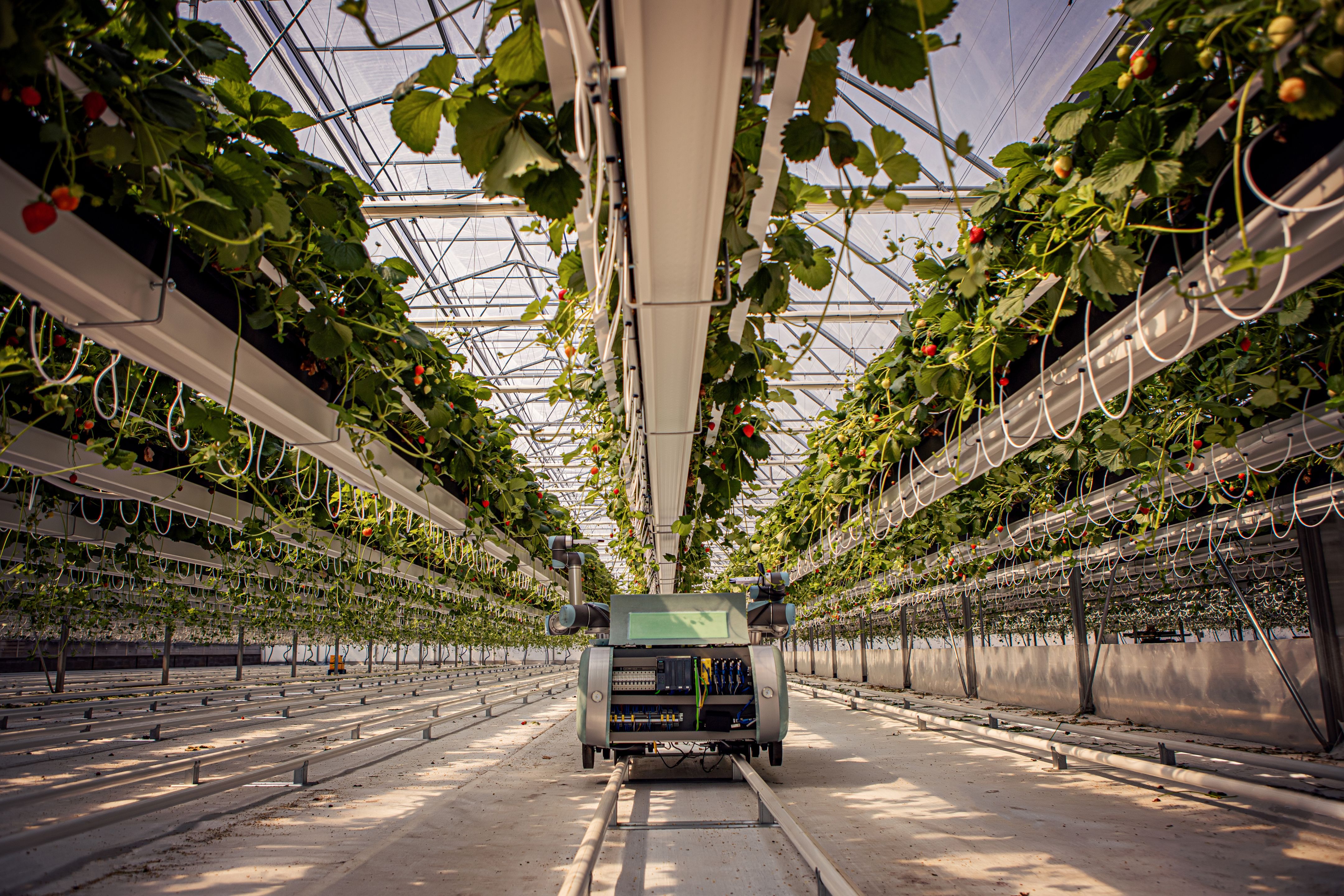 Autonomous robot traveling on rails between rows of hanging strawberry plants inside a greenhouse.
