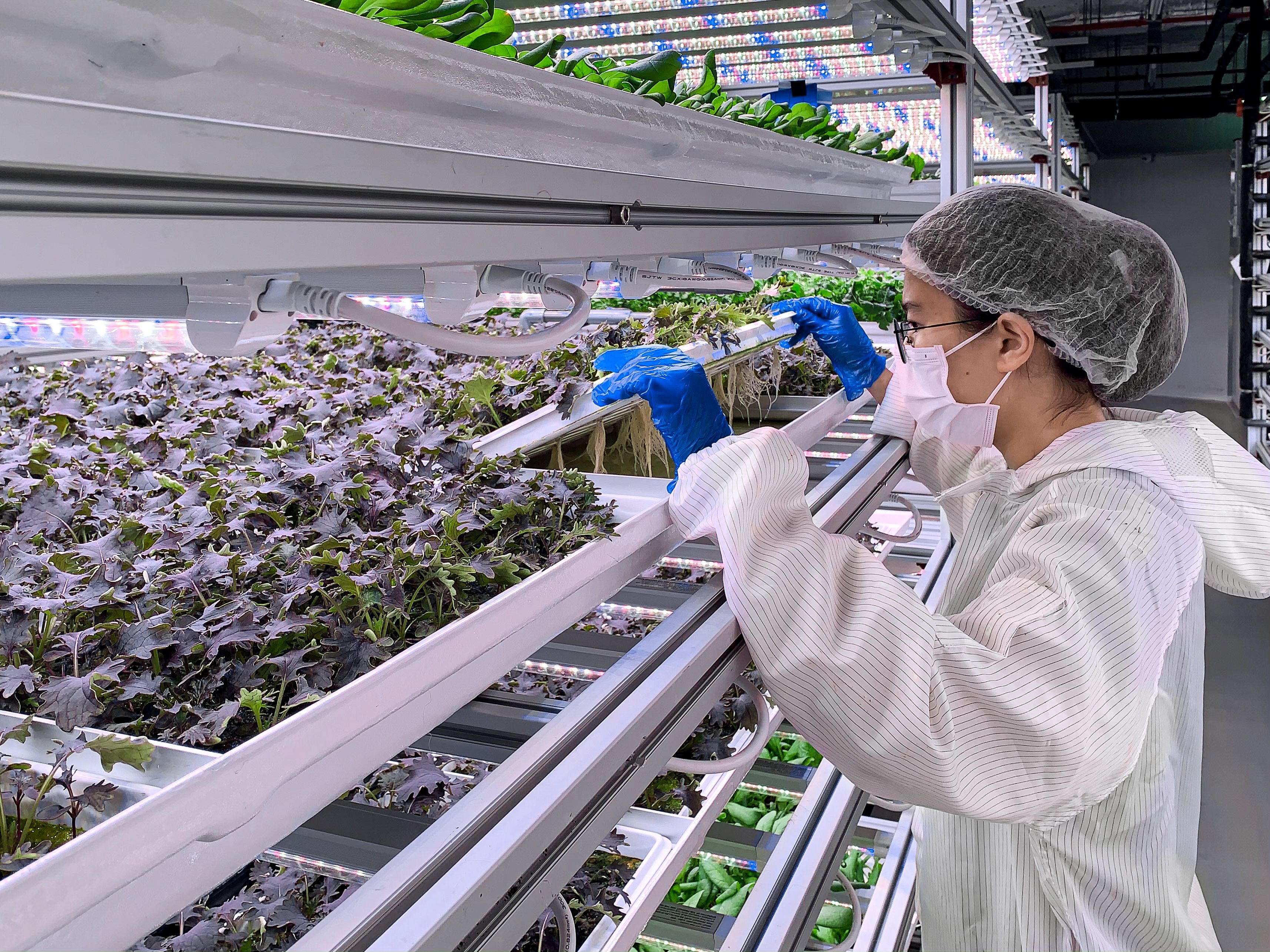 Osoba w odzieży do pomieszczeń czystych kontrolująca rośliny liściaste w wielopoziomowym systemie zarządzania farmą Artisan Green