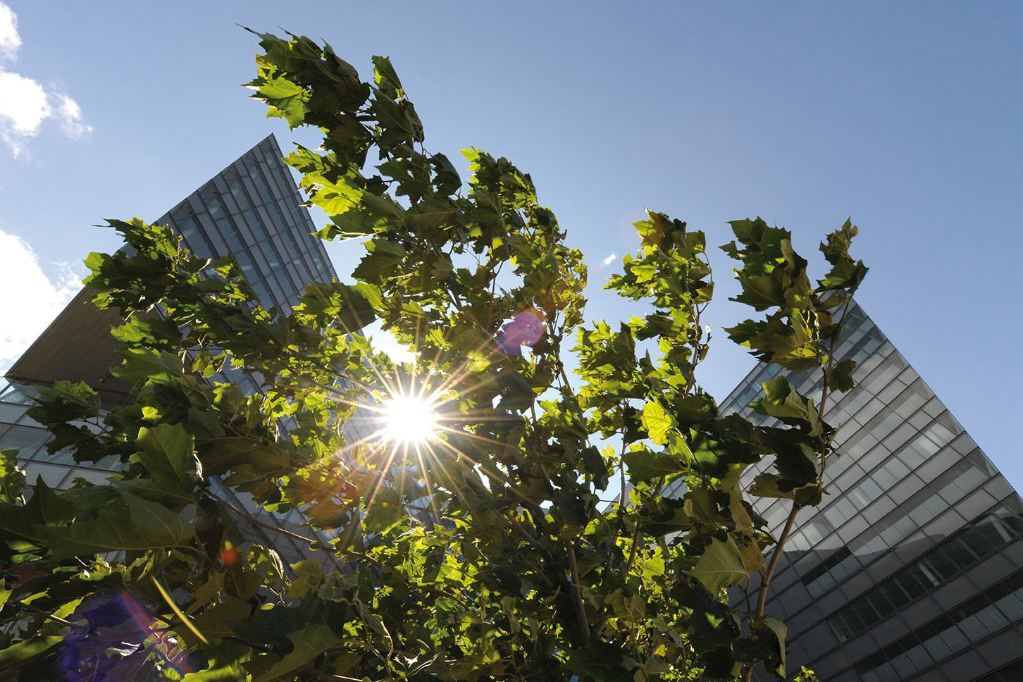 Trees with green leaves frame modern glass office buildings against a blue sky, with sunlight shining through the foliage.