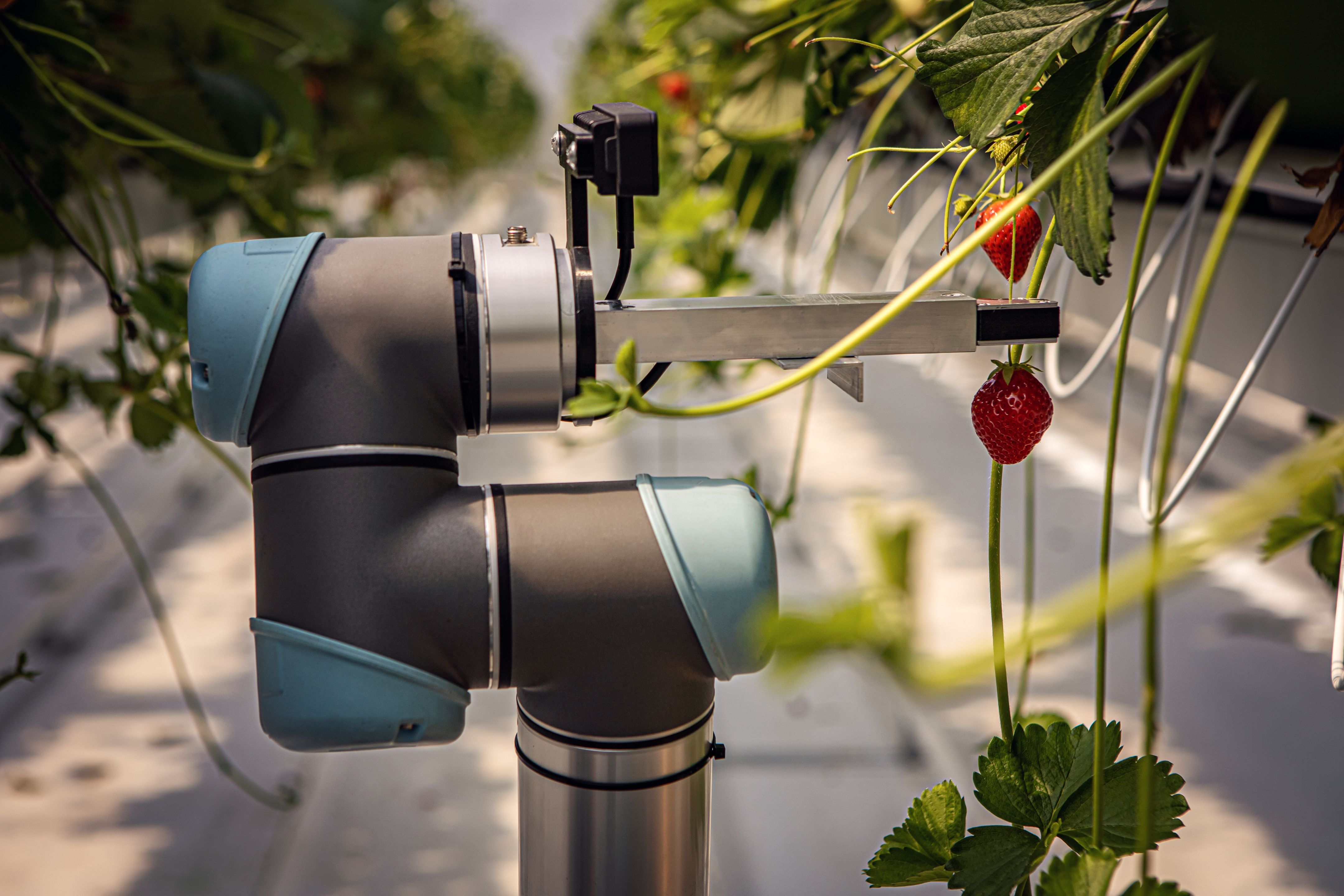 A harvesting robot picks strawberries