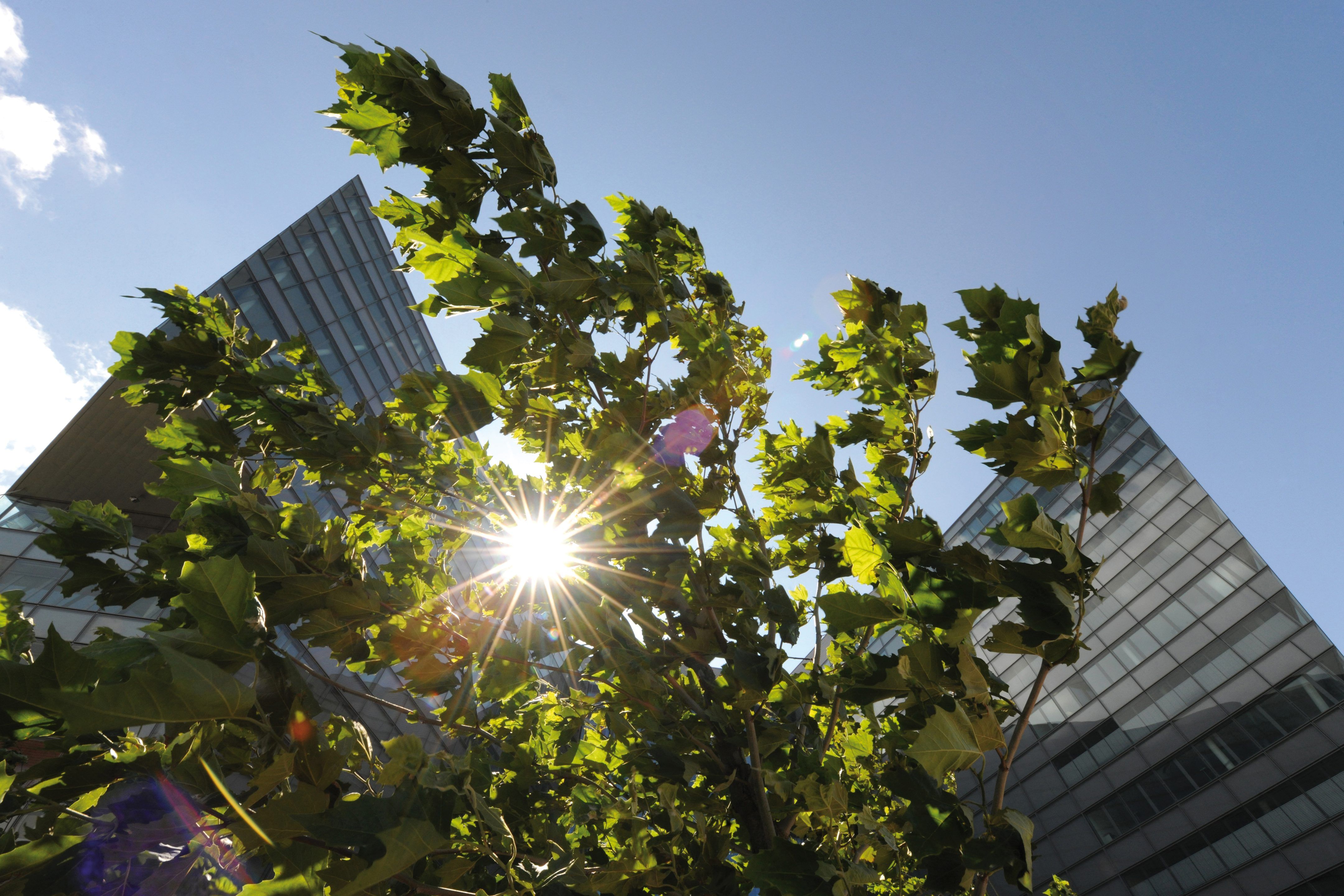 Trees with green leaves frame modern glass office buildings against a blue sky, with sunlight shining through the foliage.