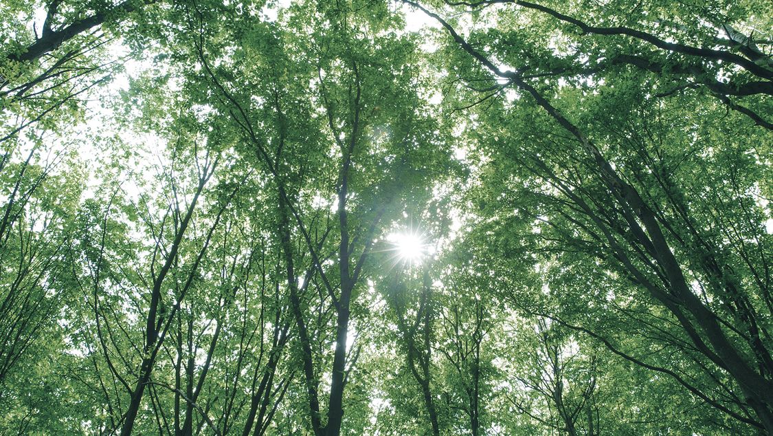 Forest of trees