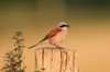 Biodiversity and banking
