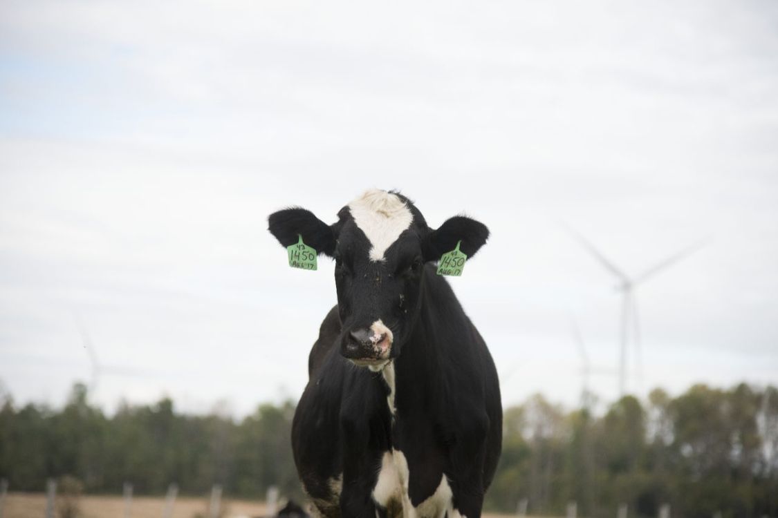 Siemens supports the meat industry in Brazil with the Competence Center for the Animal Protein Chain