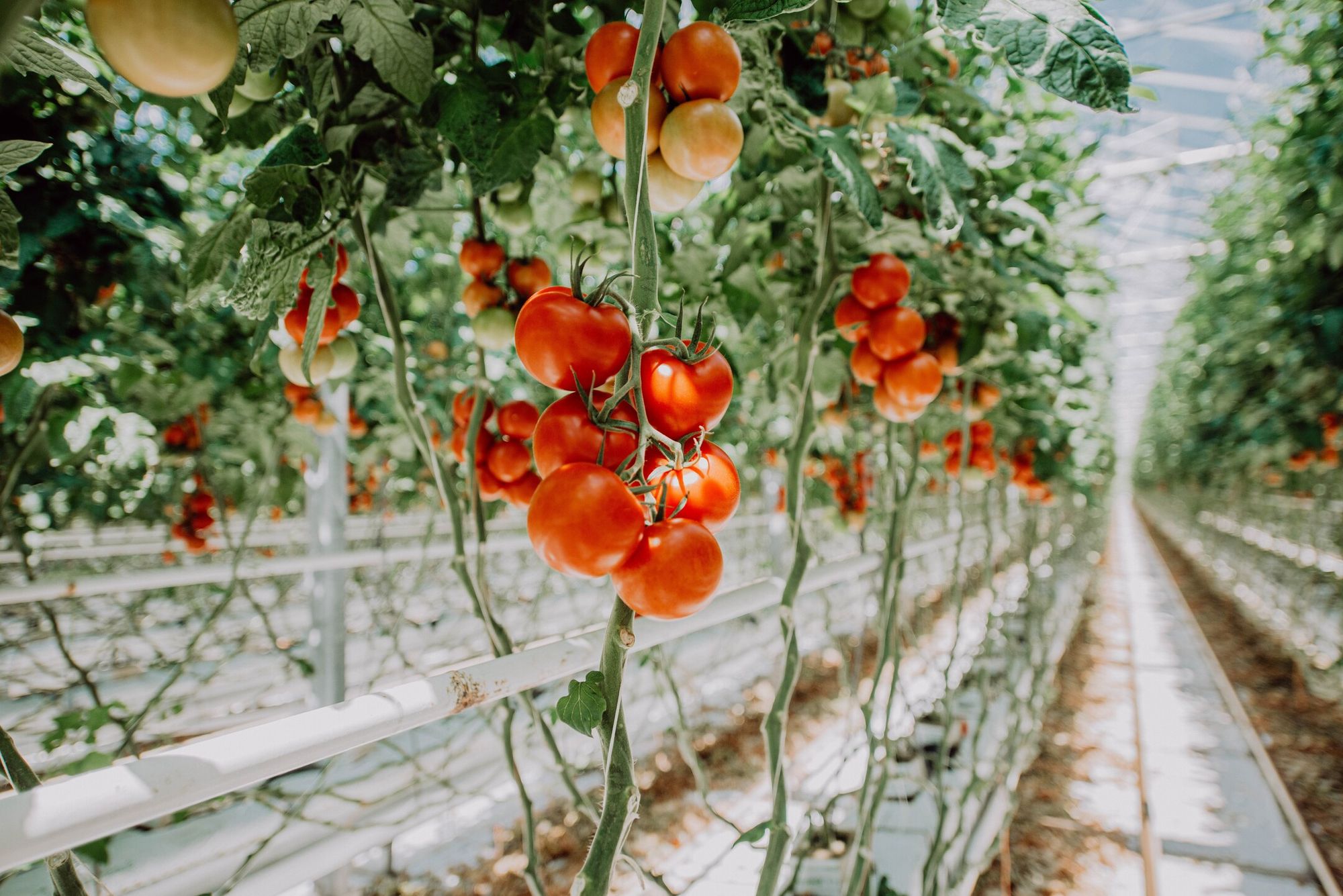 Schaller vegetable farm Siemens Global