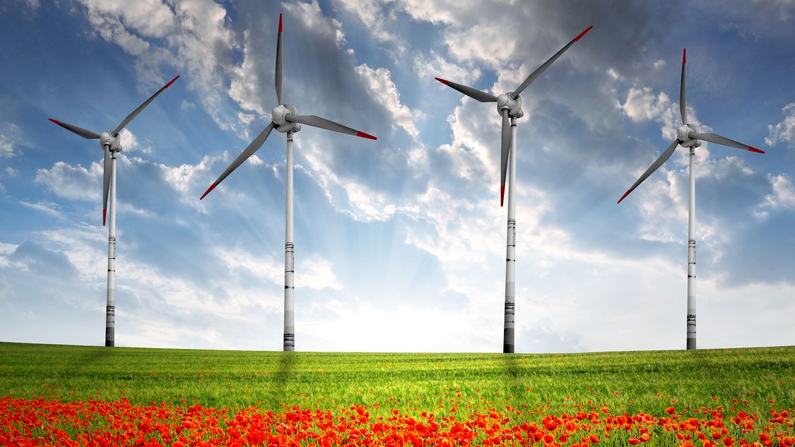 wind turbines in green field with red flower bed