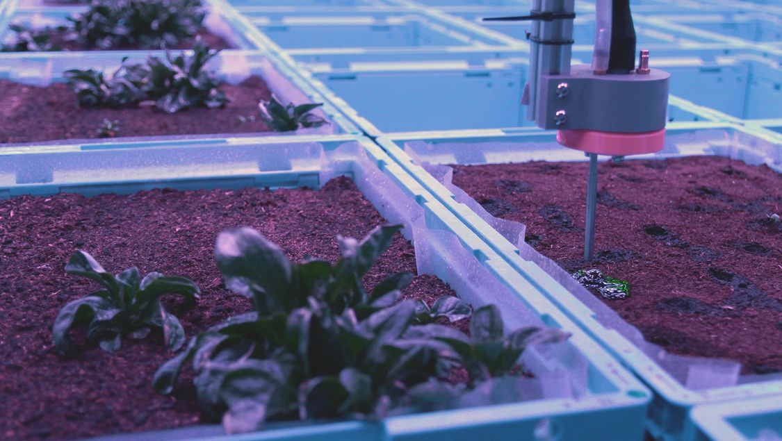 Un robot planta y cuida varios tipos de verduras