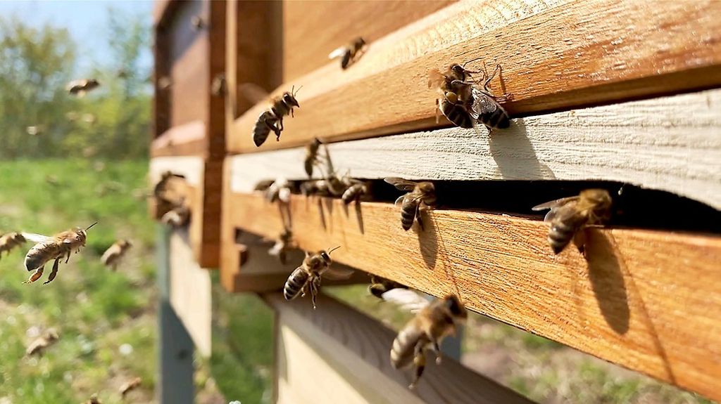 Bienen - Siemens Campus Erlangen