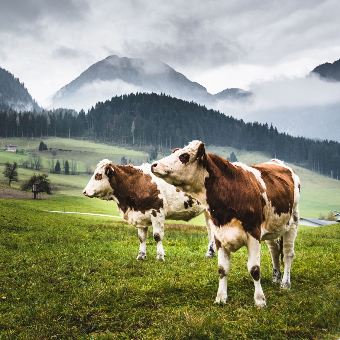 The digitalization of livestock farming promises higher yields and increased sustainability