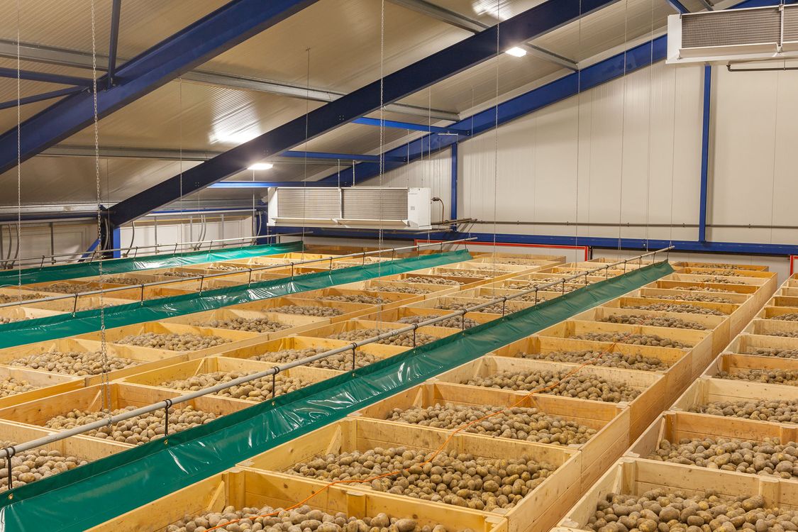 Przenośników do odbioru i pośredniego przechowywania ziemniaków