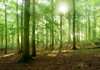 Siemens goes carbon neutral