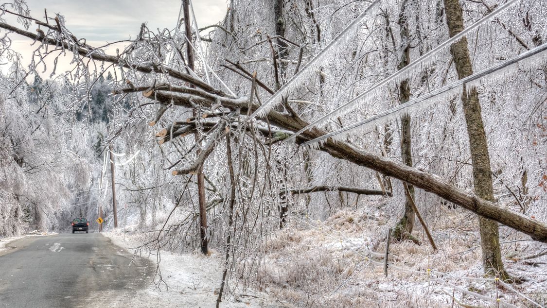 powerlines and downed trees