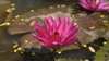 pink waterlily on water