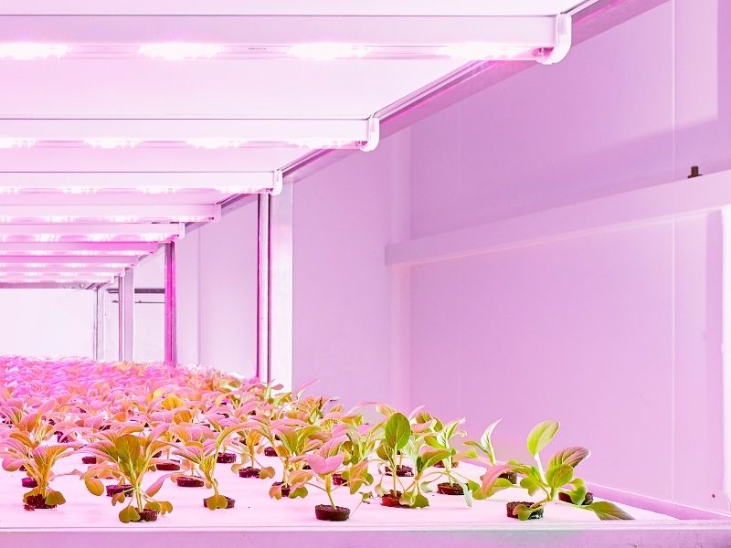 Canh tác trong nhà với mô-đun sản xuất philips