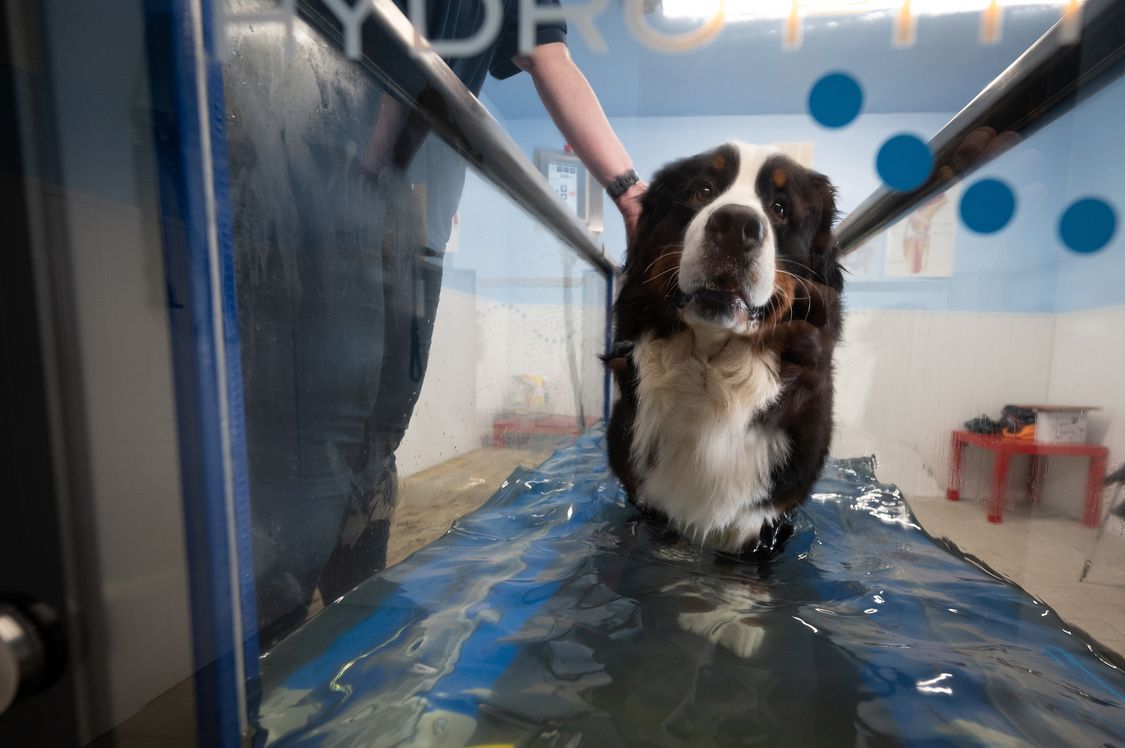 Dog walking in water using the Hydro Physio canine hydrotherapy treadmill