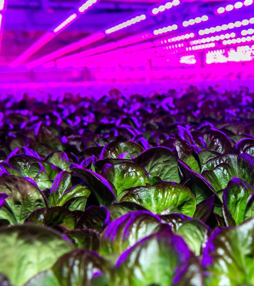 80 Acres Ohio Facility, Vertical Farming Plants Under Purple Lights