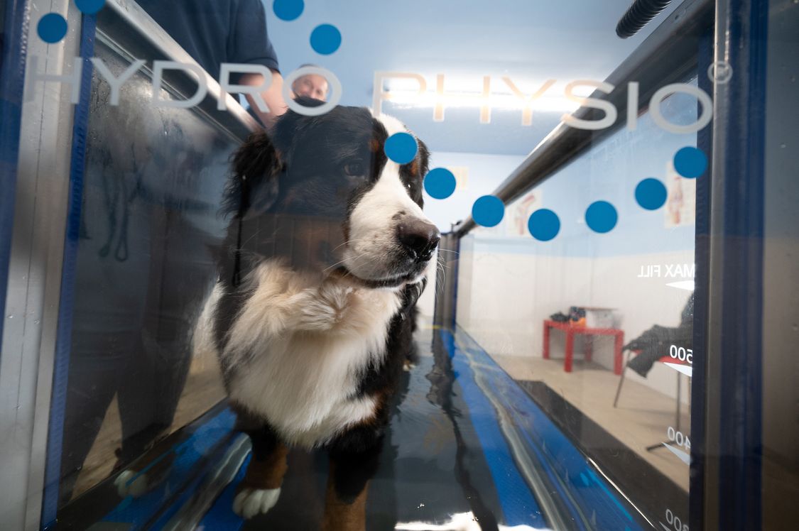 Dog being introduced to the Hydro Physio canine hydrotherapy treadmill
