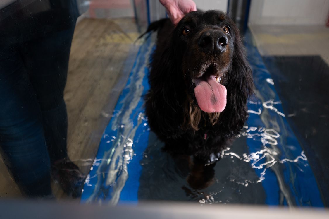 Dog using Hydro Physio canine hydrotherapy treadmill