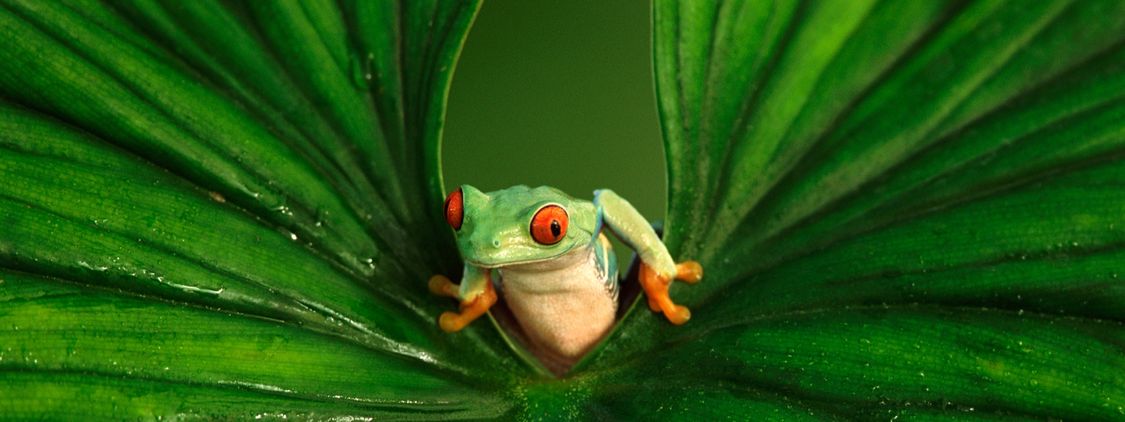 Red Eyed Tree Frog Emerging From Between a Wet Leaf