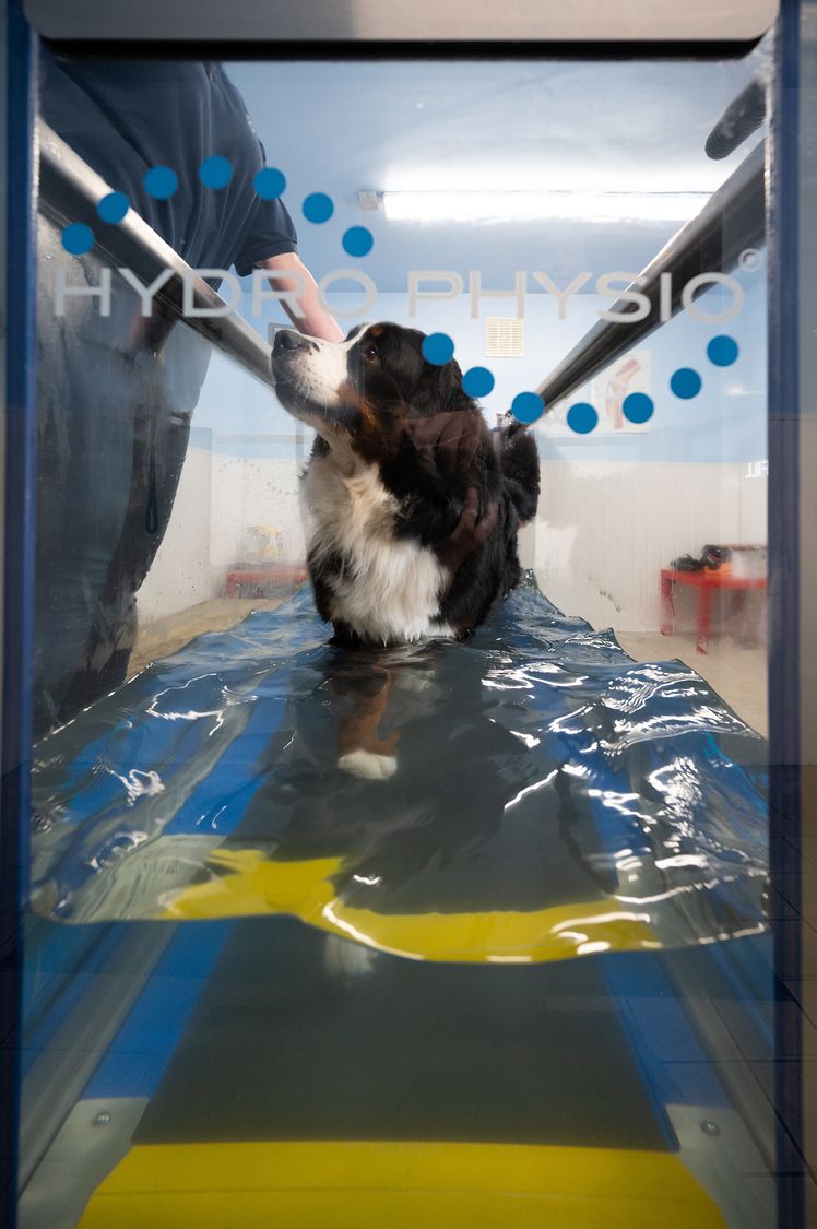 Syspal Canine HYDRO PHYSIO at vet show in London