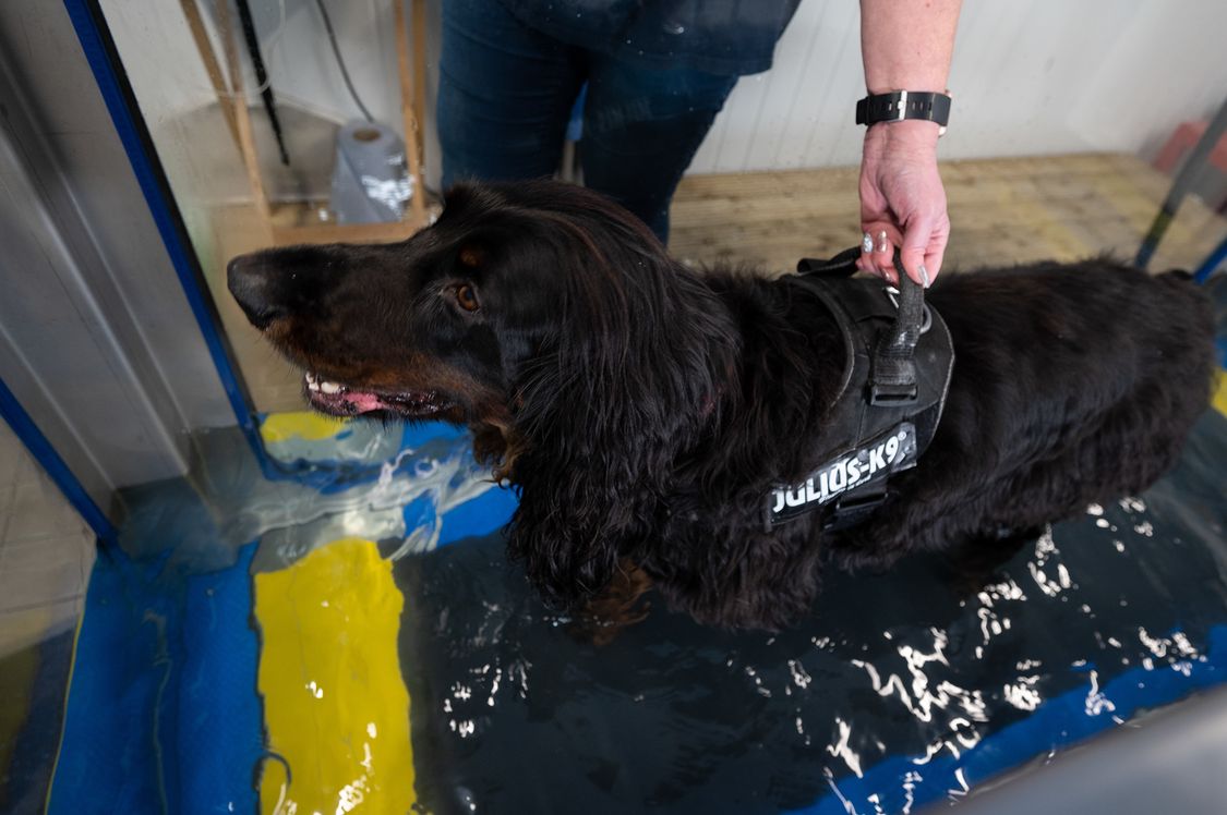 Dog using the Hydro Physio canine treamill supported by veterinary nurse