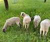 Schafe weiden auf dem MuniCubes Campus 
