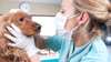 female vet examining a dog
