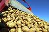 Potato harvest industrial processing