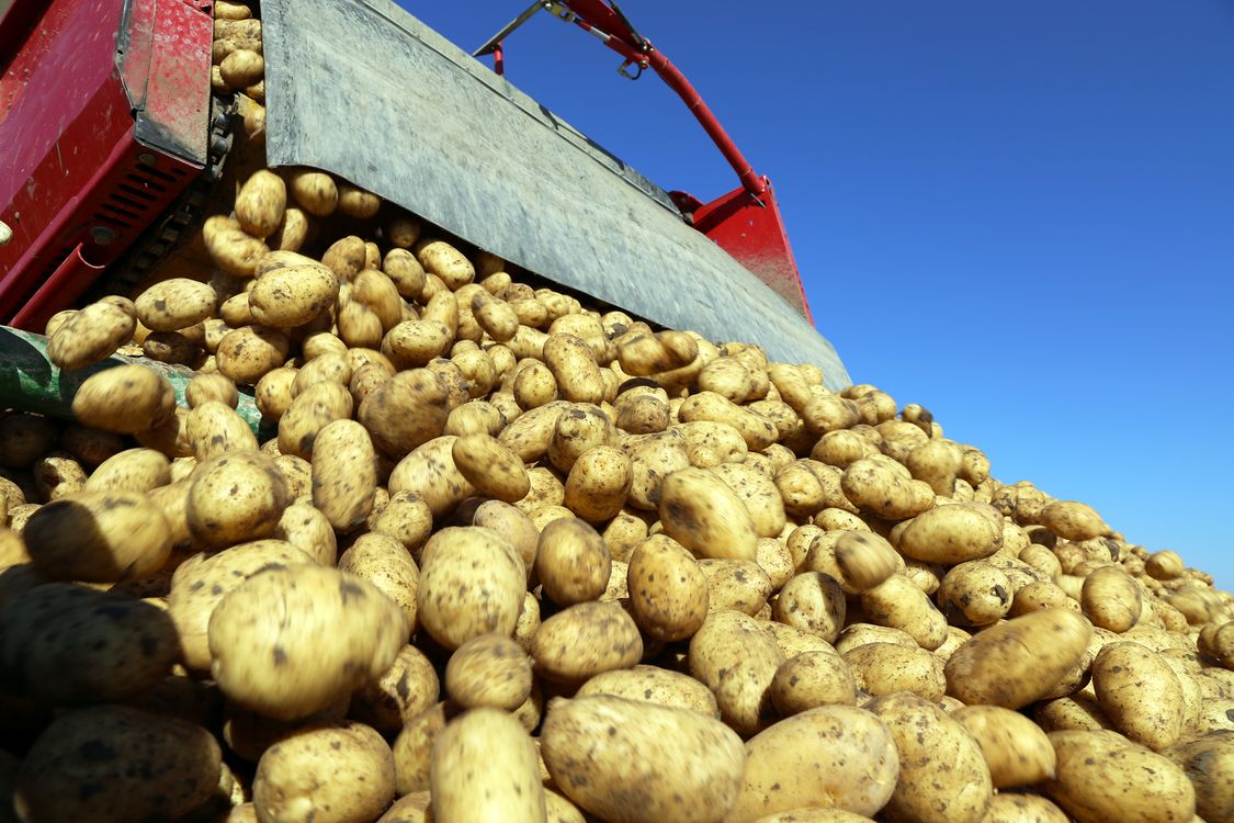 Rozruszniki silników Siemensa przenoszą górę ziemniaków