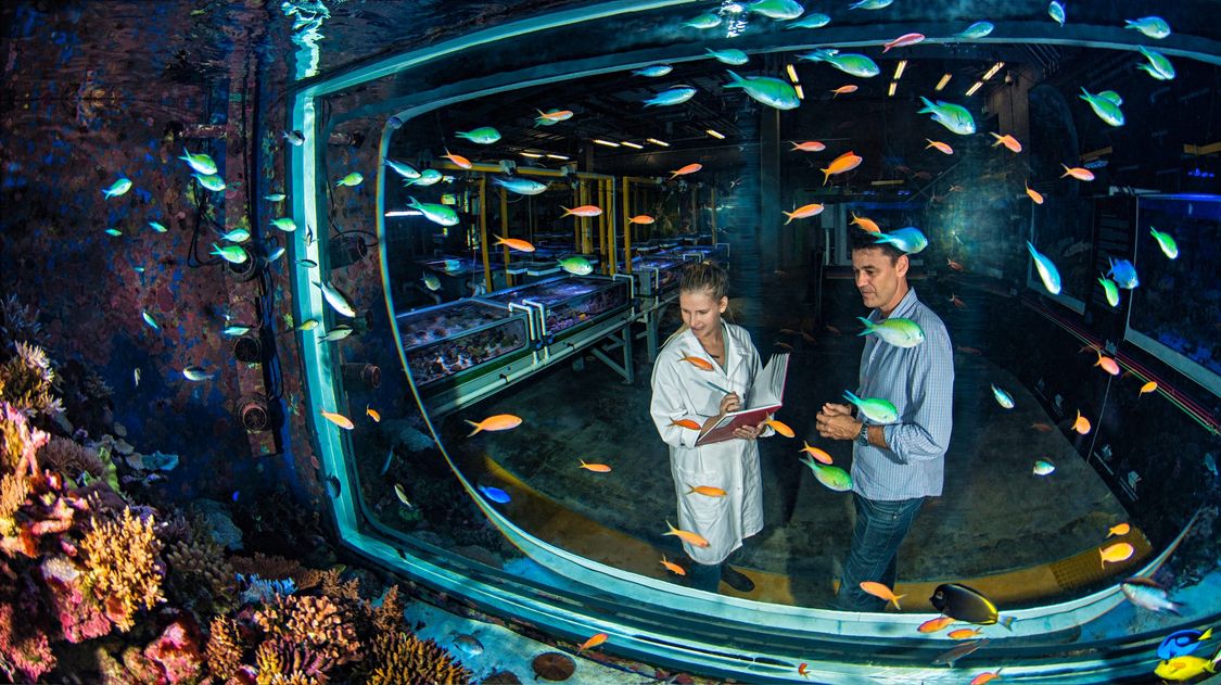 View from the inside of an enormous aquarium in which schools of colorful fish are swimming. A woman and a man stand in front of the aquarium and observe the contents.