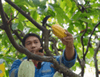 A farmer cutting a ripe yellow cocoa pod from the tree. 