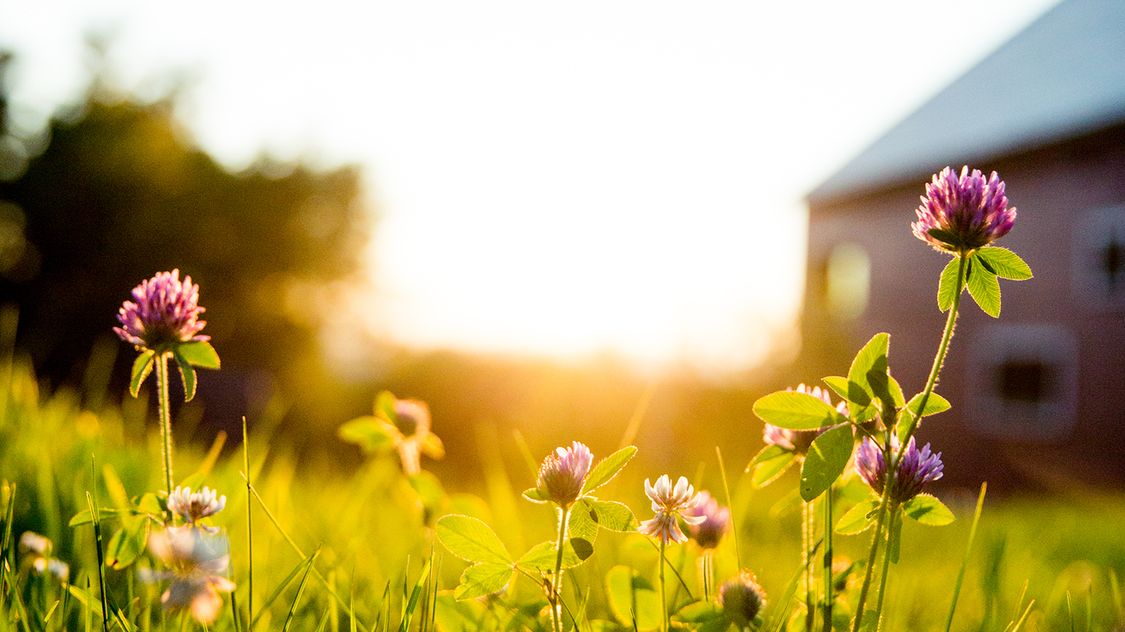 Image sustainability